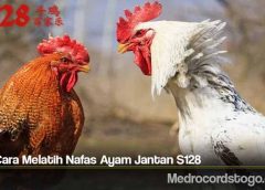 Tips Cara Melatih Nafas Ayam Jantan S128